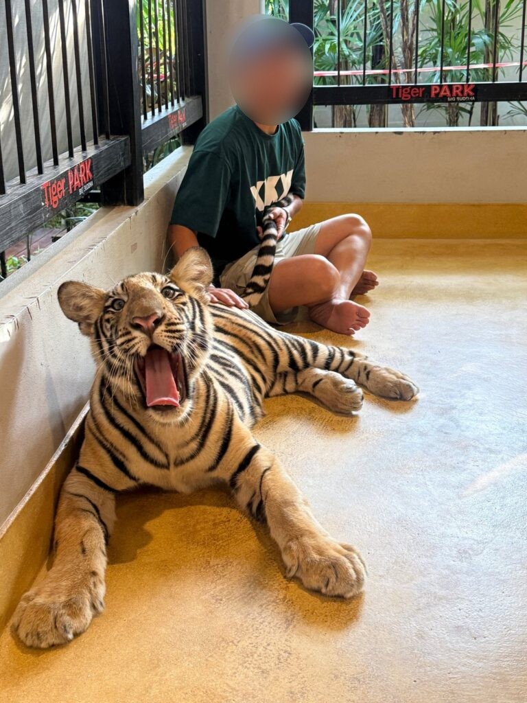 하품하는 어린 호랑이 옆에 앉은 아빠