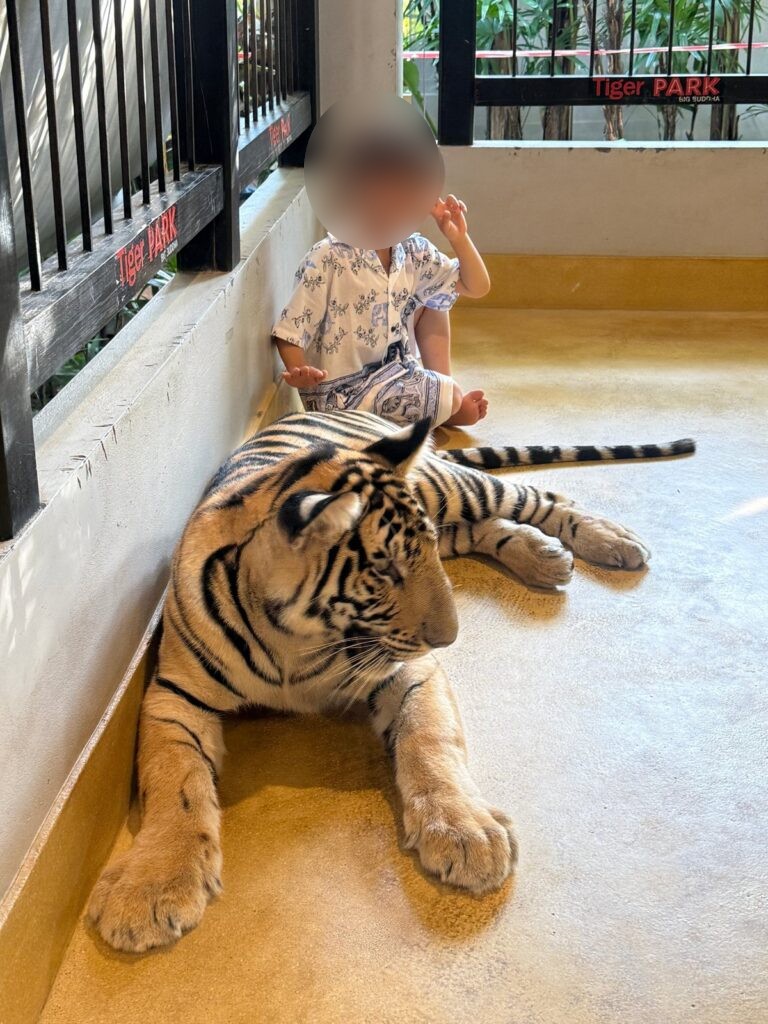 엎드린 큰 호랑이 뒤에 앉아 브이를 하는 아이